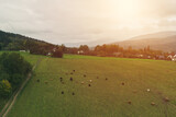 Scenic aerial view of highland cattle on mountain farm