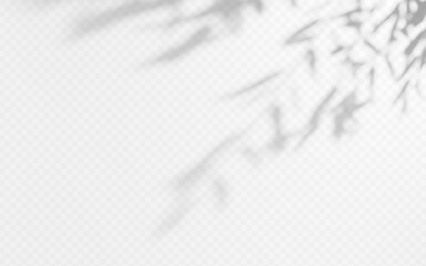 Wall Mural - shadow overlay from a tree branch isolated on a transparent background.