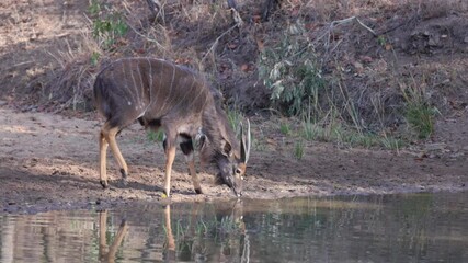 Wall Mural - a tracking shot of a nyala bull drinking at a waterhole in kruger national park of south africa