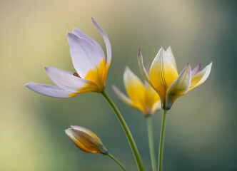 Leinwandbilder - Tulipany Botaniczne Tarda na jasnym tle, tapeta, dekoracja.