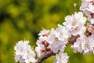 Aufkleber - Blooming cherry blossom tree in spring, with delicate pink flowers