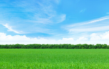 Wall Mural - summer landscape with a vast green field under a majestic sky