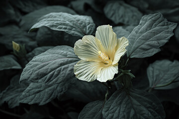 Poster - Pale yellow hibiscus flower blossoms amidst dark green foliage, creating a contrast of light and shadow, showcasing elegance and serenity in nature