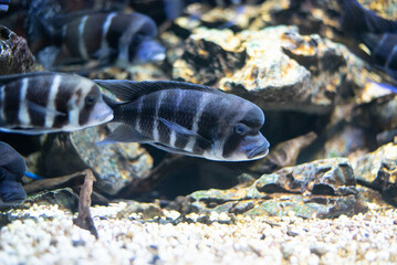 Wall Mural - Frontosa fish in aquarium. Beautiful Cyphotilapia Frontosa in black and blue stripes. 