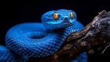 Blue Snake Coiled on Branch with Striking Yellow Eyes in Dark Setting
