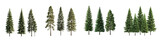 Collection of evergreen trees various sizes and coniferous species isolated transparent background