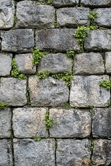 Poster - Small green plants growing between grey stones
