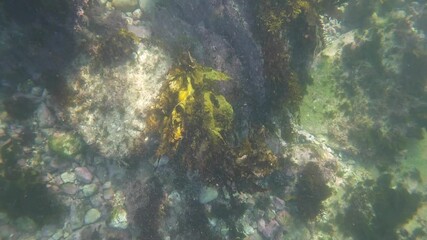 Wall Mural - kelp seaweed on the ocean floor.
