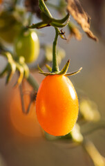 Wall Mural - a small orange tomato is hanging from a vine