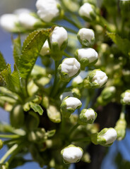 Wall Mural - a cluster of white flowers with green leaves