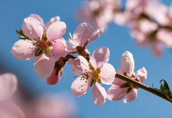 Wall Mural - a branch of pink flowers with a blue sky in the background