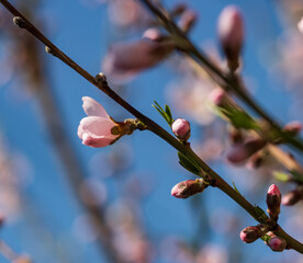Wall Mural - a pink flower is on a branch