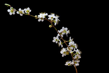 Wall Mural - flowering branch