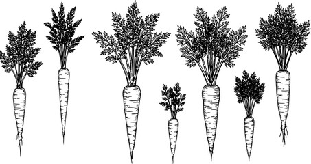 Different styles of hand-drawn carrots showcasing the vegetable's roots and leaves in a simple artistic manner
