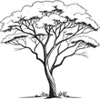 © Graphic_Design - West Indian Mahogany tree silhouette vector illustration