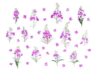 Wall Mural - pink flowers chamerion angustifolium ( fireweed, great willowherb, rosebay willowherb ) on a white b