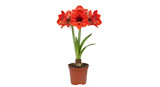 Red amaryllis plant in terracotta pot
