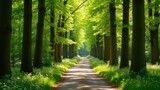 path in the forest