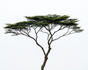 Wall Mural - Isolated tree, green leaves, bare branches, pale background