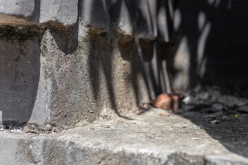 Leinwandbilder - Abstract concrete empty place with leaves shadows and sunlight