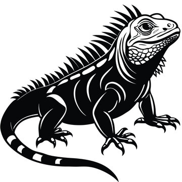 green iguana vector