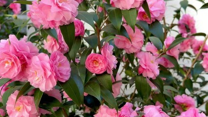 Aufkleber - Pink Camellia japonica 