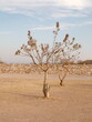 © Emiliano - Árbol en una hacienda