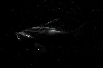 Poster - Silhouette of a fish in motion against a dark background.