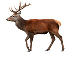 Red deer isolated on white background 