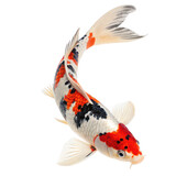 Japanese koi png decorative fish png pond animal png white background image