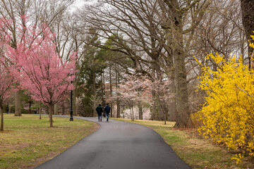 Wall Mural - Spring blossoms in Branch Brook Park, Newark, NJ with cloud cover and light rain in April. Unrecognizable visitors walk on winding path. 