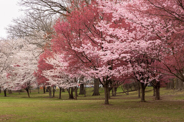 Wall Mural - Spring blossoms in Branch Brook Park, Newark NJ during cloudy April weather with light rain. Trees displaying flowers with different shades of pink lined up on the lawn. 