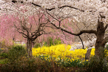 Wall Mural - Spring blossoms in Branch Brook Park, Newark NJ on a cloudy day with light rain in April. Closeup of branches of cherry blossoms above a group of yellow flowers on the ground. 