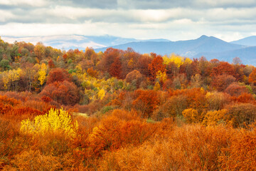 Wall Mural - scenic autumn forenoon in carpathian mountains. trees on a hill in fall colors. wonderful countrysid