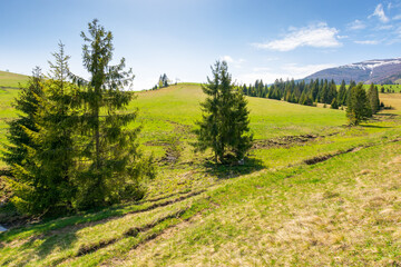 Wall Mural - mountainous countryside landscape in spring. snow caapped ridge in the distance. sunny morning with 