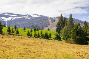 Wall Mural - mountainous countryside of ukraine in spring. fir woods on the grassy hills. distant alpine tops of 