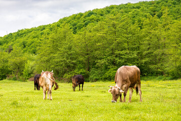 Wall Mural - cow cattle grazing grass on the countryside meadow. rural landscape in spring