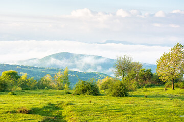 Wall Mural - alpine green meadows of carpathian landscape in springtime. mountainous countryside of ukraine with 