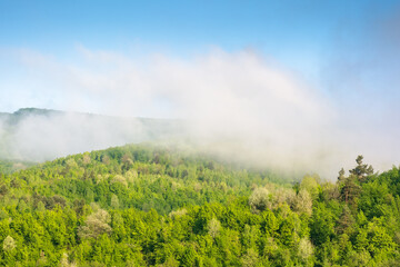 Wall Mural - nature background with mountain and fog evaporating to cloud. woodland in spring. beautiful view of 