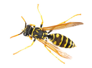 european wasp, polistes associus, isolated on white background, top view, clipping