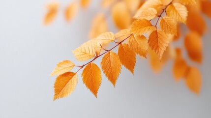 Poster - minimalistic image of autumn leaves isolated on white background with generous copy space for text placement