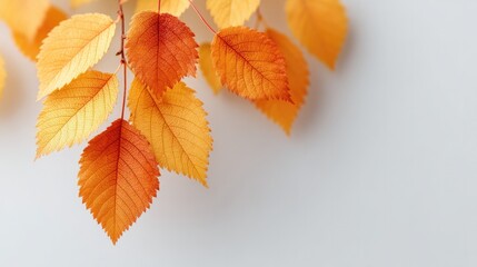 Poster - minimalistic image of autumn leaves isolated on white background with generous copy space for text placement