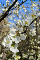 Wall Mural - Close up White flowers of Japanese Quince. Floral spring background, selective focus