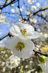 Wall Mural - Close up White flowers of Japanese Quince. Floral spring background, selective focus