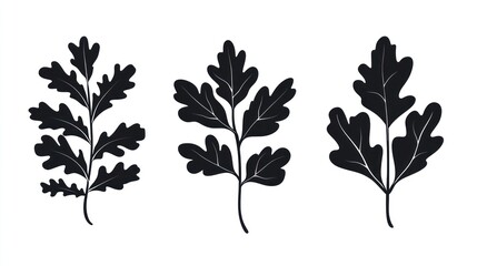 three oak leaf silhouettes, botanical illustration, white background, design element