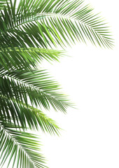 Wall Mural - png tropical leaves frame tropical leaf background.