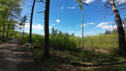 Wall Mural - Early Spring Forest Awakens with Green Foliage and Blue Sky Video