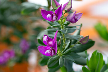Wall Mural - Polygala myrtifolia common names Bellarine pea,Myrtle-leaf milkwort, Parrot bush,Polygala,