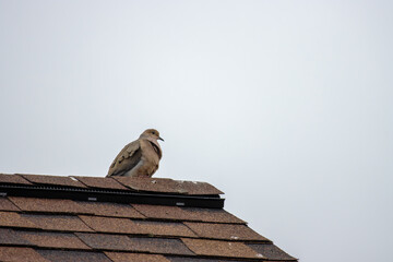 a pigeon on a roof