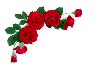 Wall Mural - red flowers roses on a white background with space for text. top view, flat lay